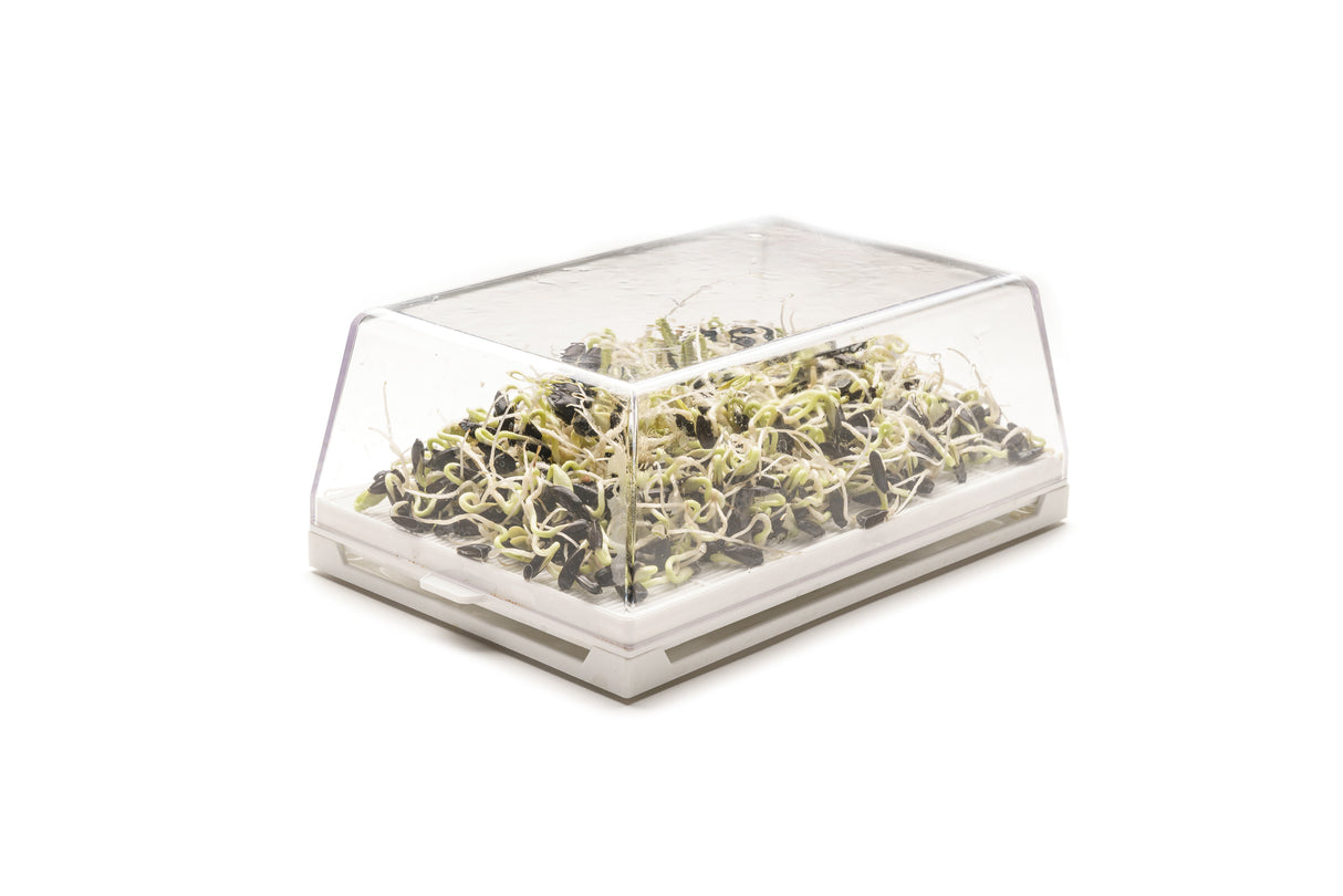 Sonnenblume - Bio-Samen 80gr