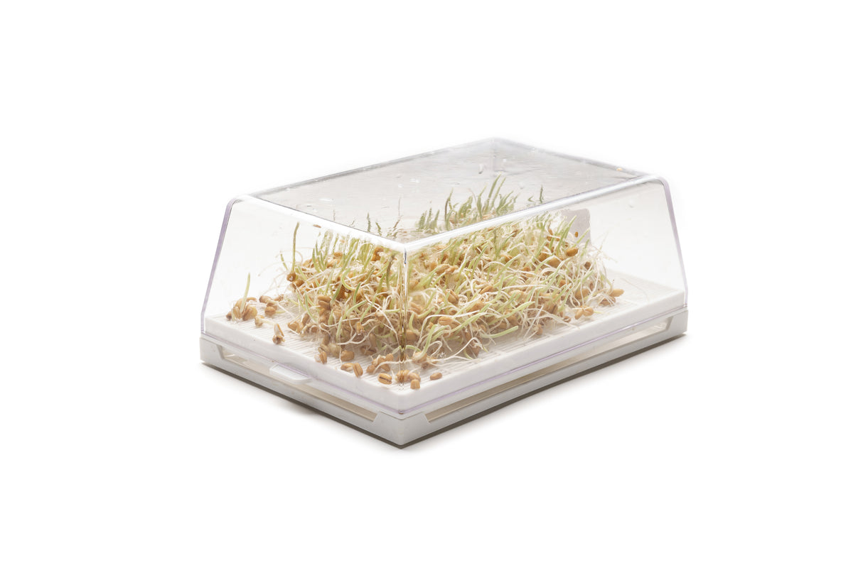 Weizen - Bio-Samen 100gr