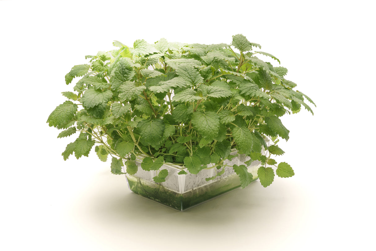 coltivare erbe aromatiche