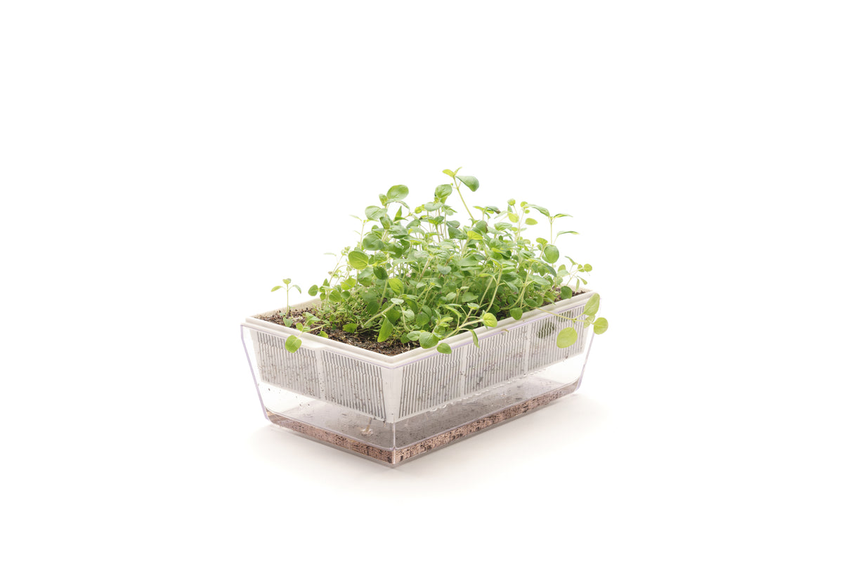 erbe aromatiche da coltivare