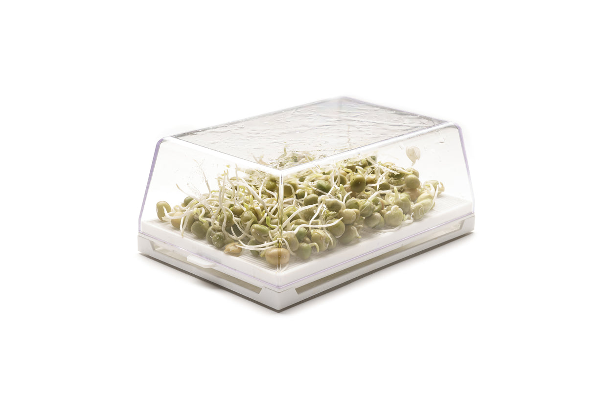 Erbse - Bio-Samen 100gr