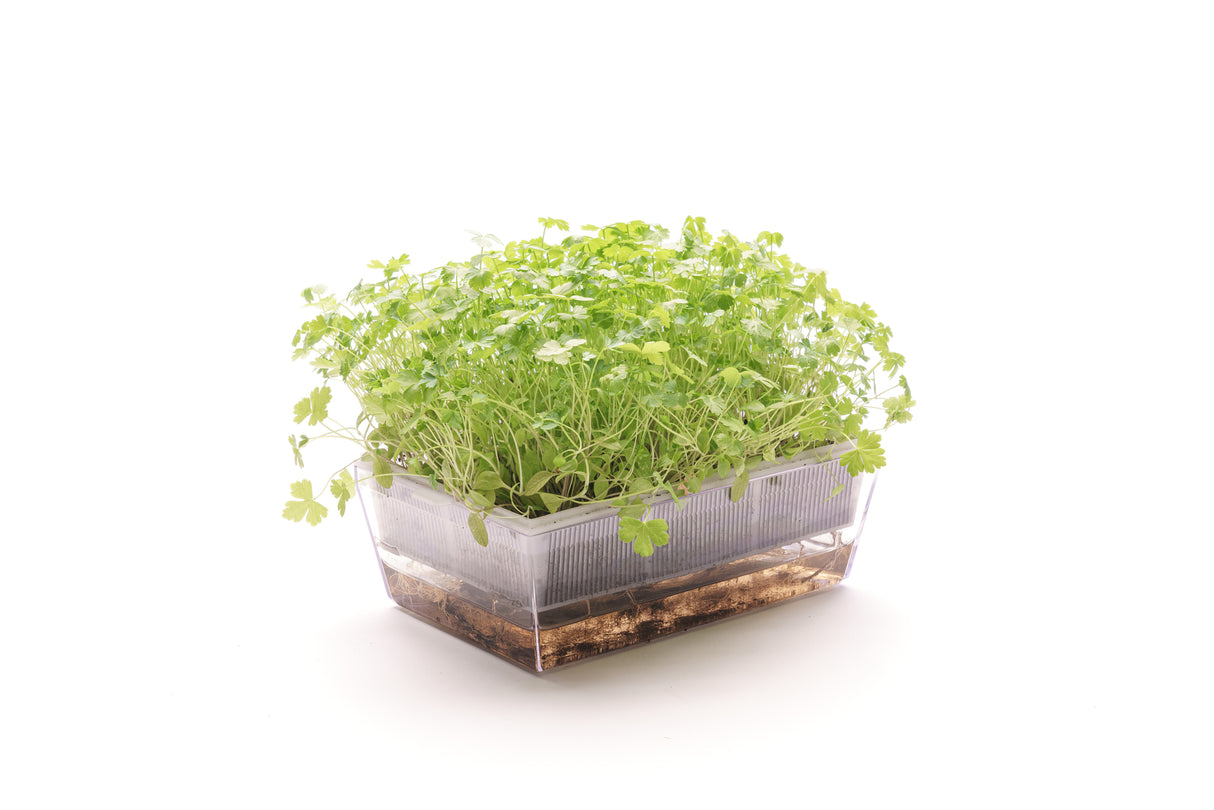 coltivare erbe aromatiche