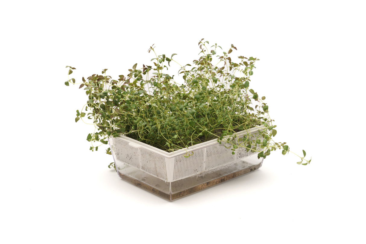 Aromatisches Starterset 1 Eva + 3 Samen - sk501