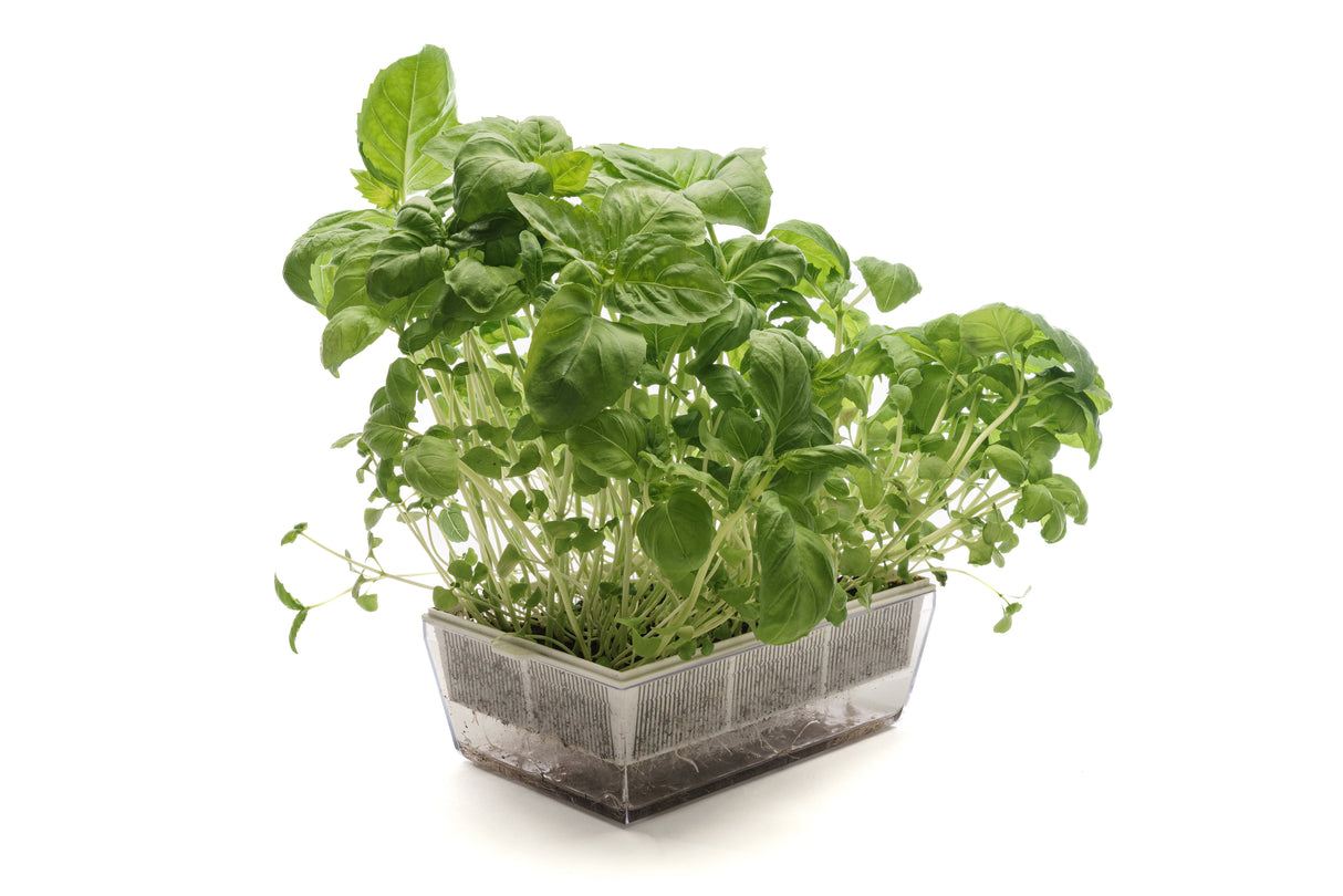 Basilic Italien Classique - Graine Bio 1gr