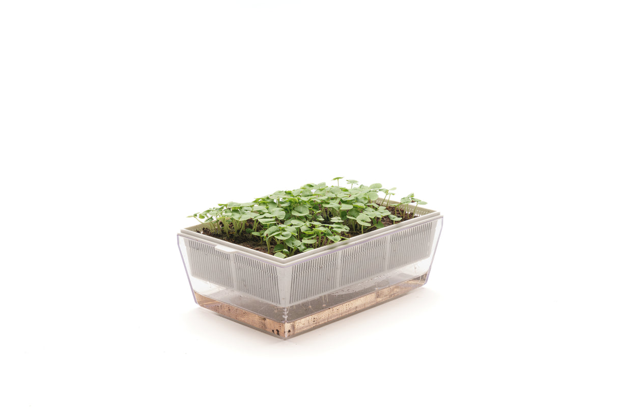 Basilic Italien Classique - Graine Bio 1gr