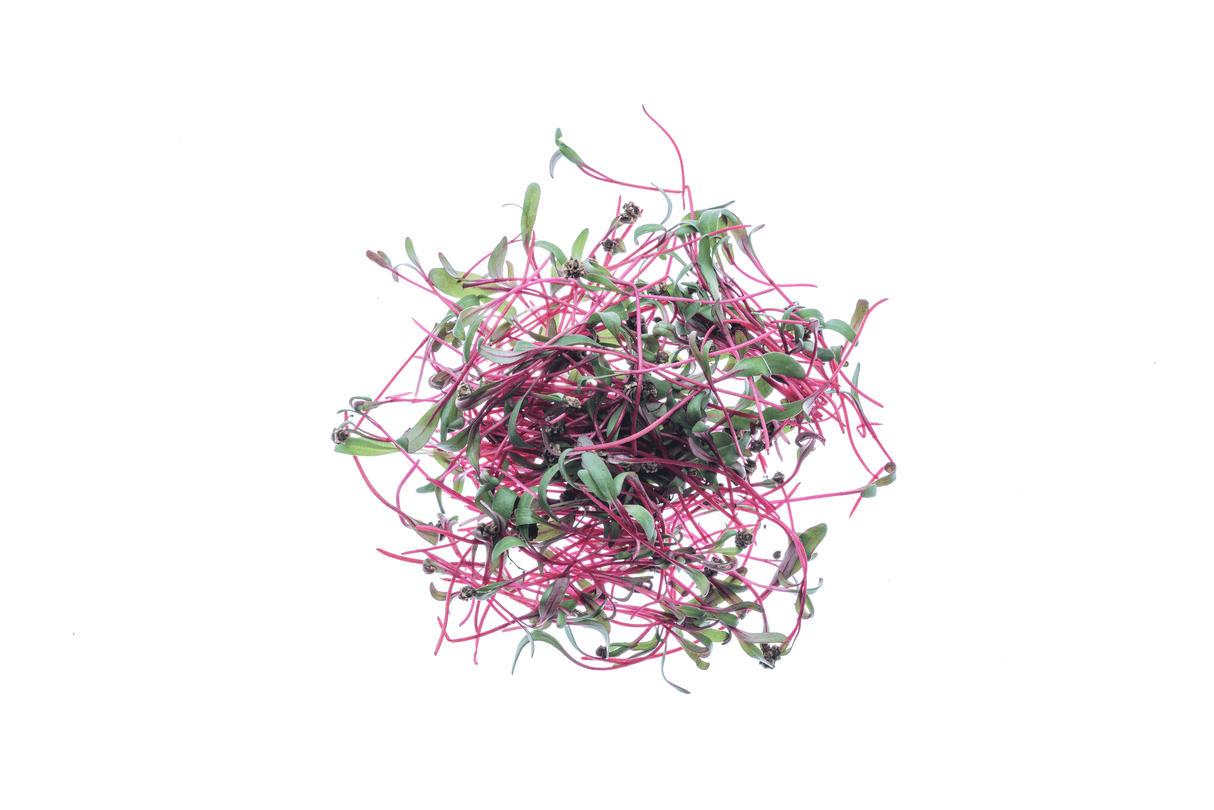 Bull's Blood Mangold - Bio-Samen 12gr