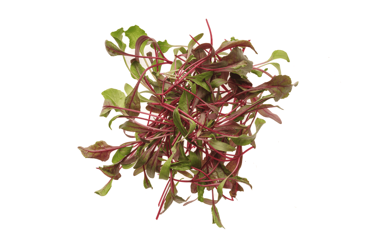 Bull's Blood Mangold - Bio-Samen 12gr