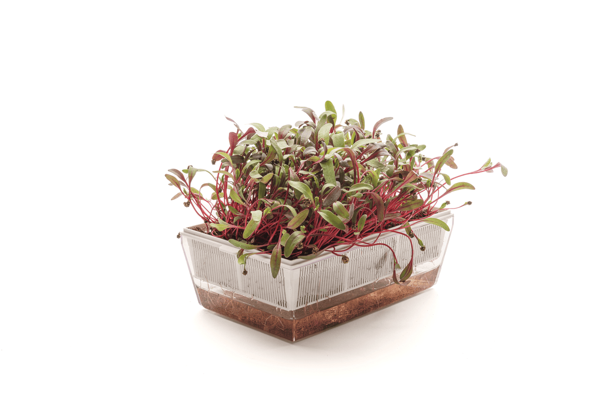 Bull's Blood Mangold - Bio-Samen 12gr