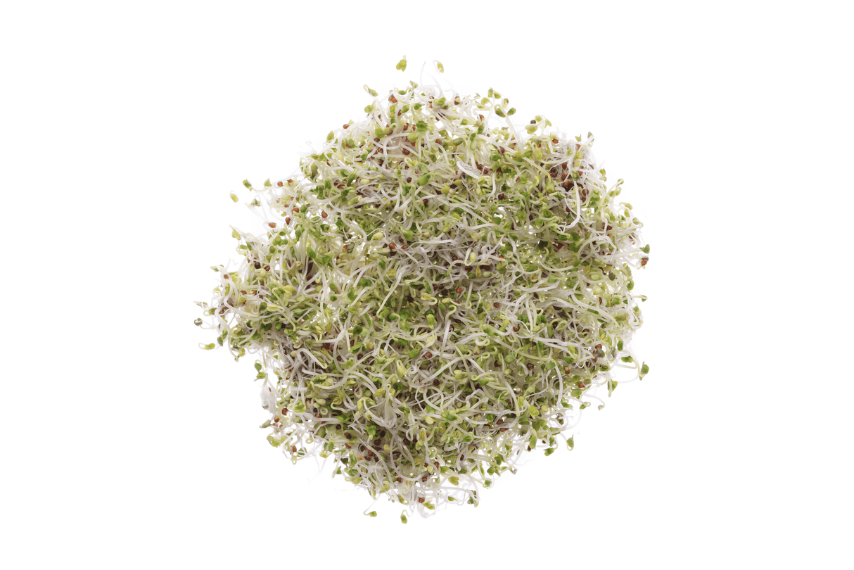 Bio-Brokkoli-Raab-Samen 40gr