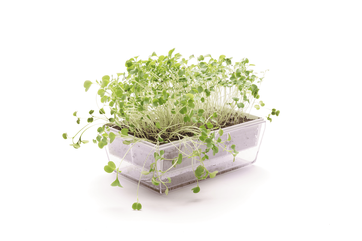 Bio-Brokkoli-Raab-Samen 40gr