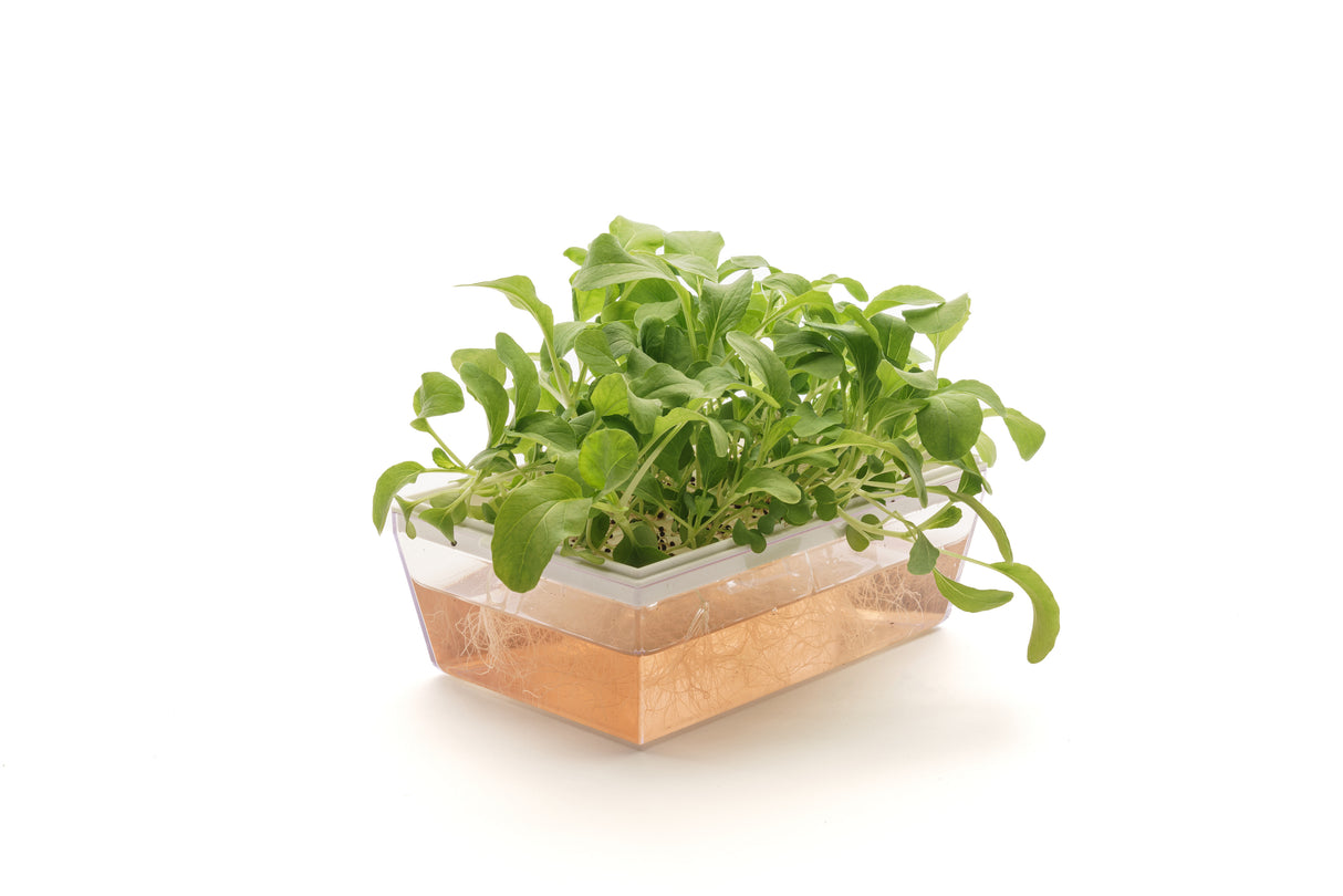 Pack Choi-Kohl - Bio-Samen 5gr