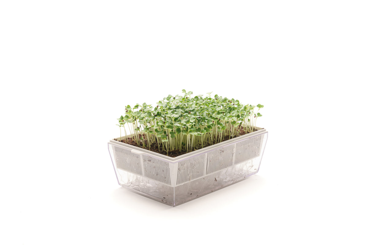 Pack Choi-Kohl - Bio-Samen 5gr