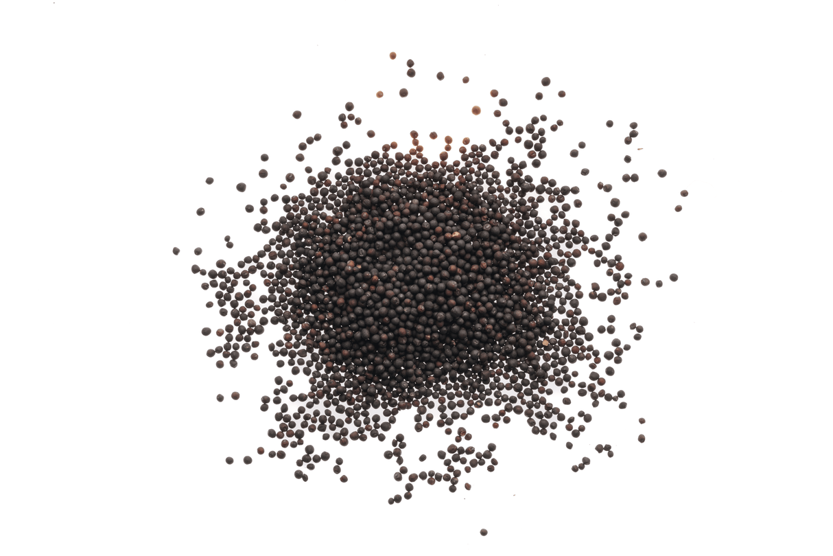 Russischer Rotkohl - Bio-Samen 20gr