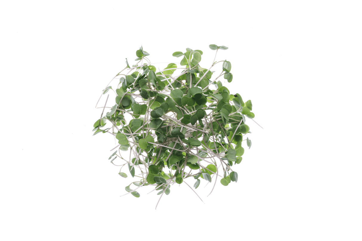 Russischer Rotkohl - Bio-Samen 20gr