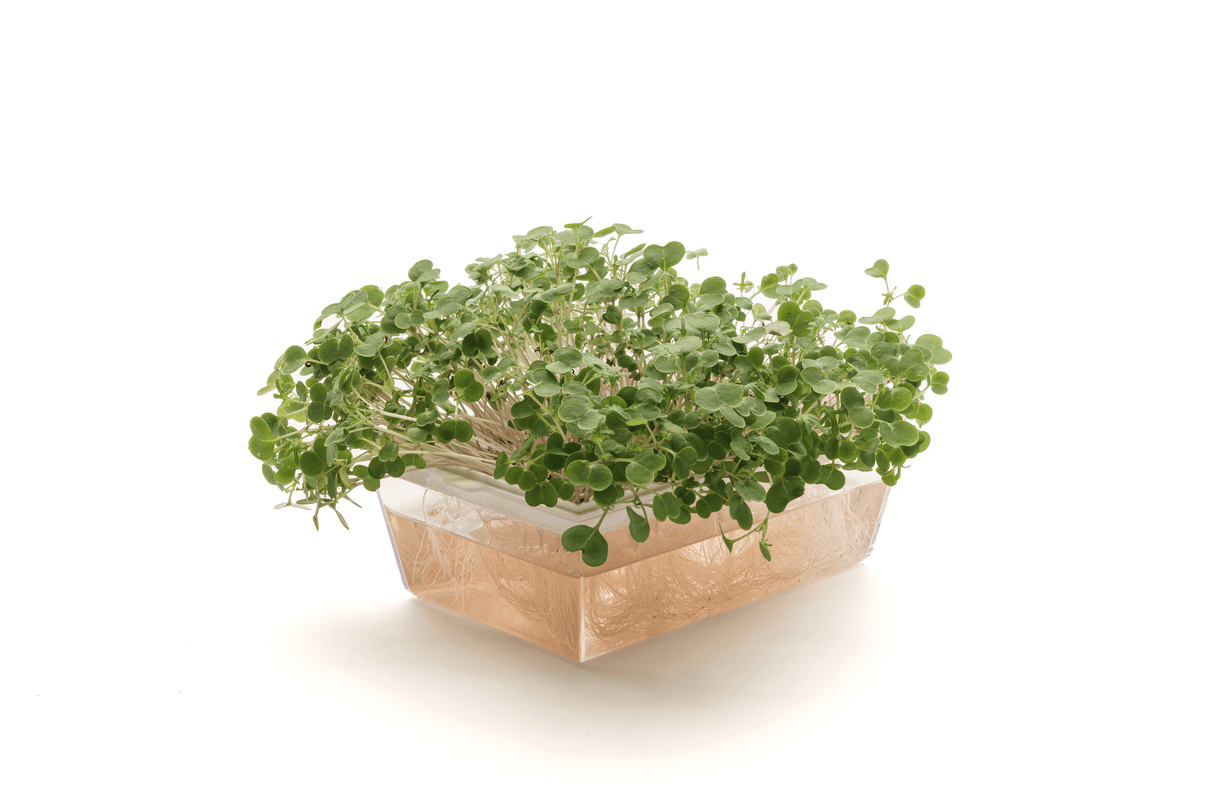 Russischer Rotkohl - Bio-Samen 20gr