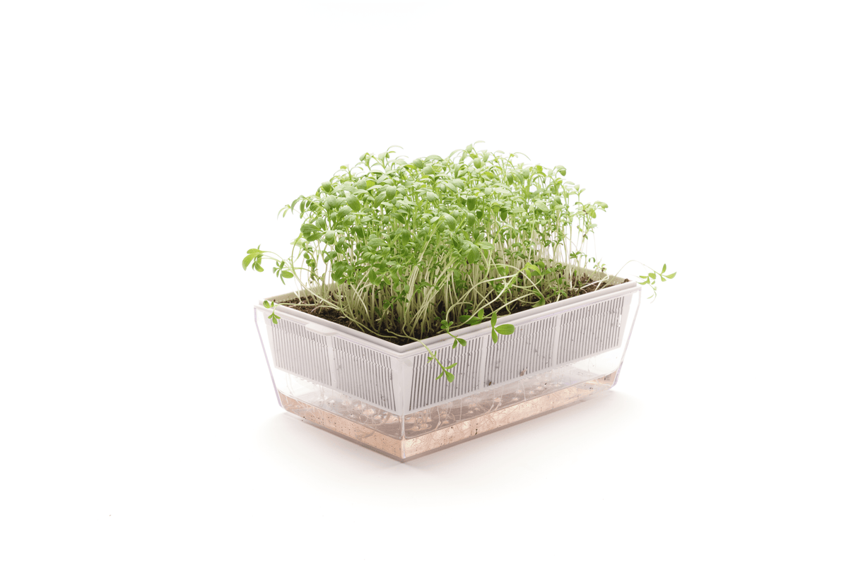 Brunnenkresse - Bio-Samen 50gr