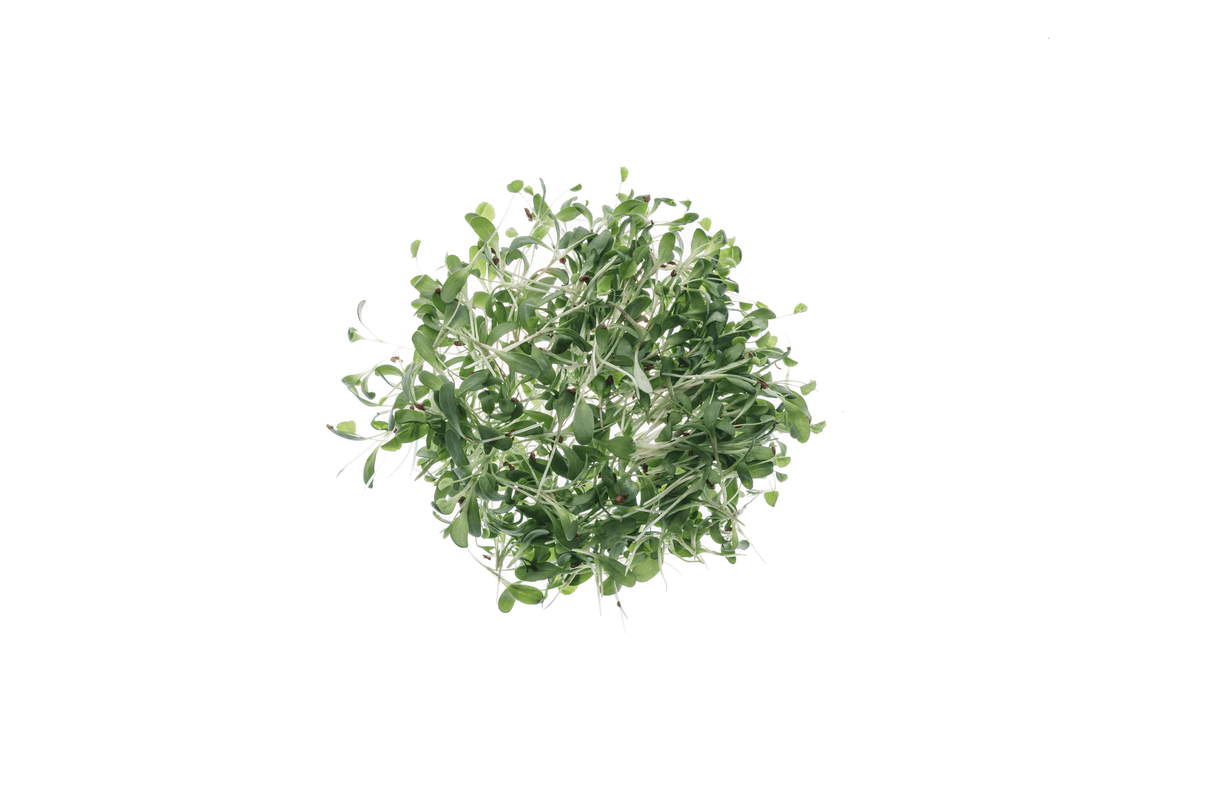 Bio Alfalfa-Luzerne-Samen 50gr