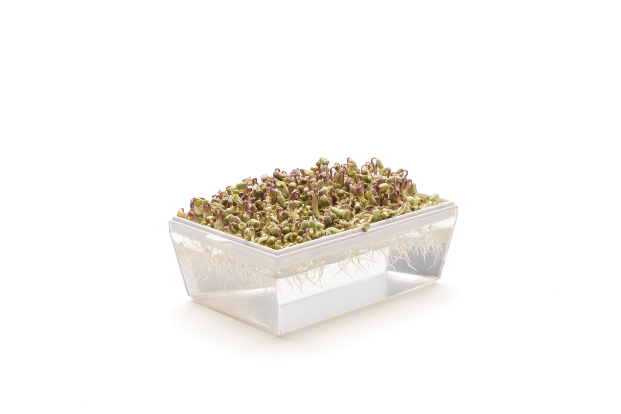 Mung Bean - Organic Seed 100gr