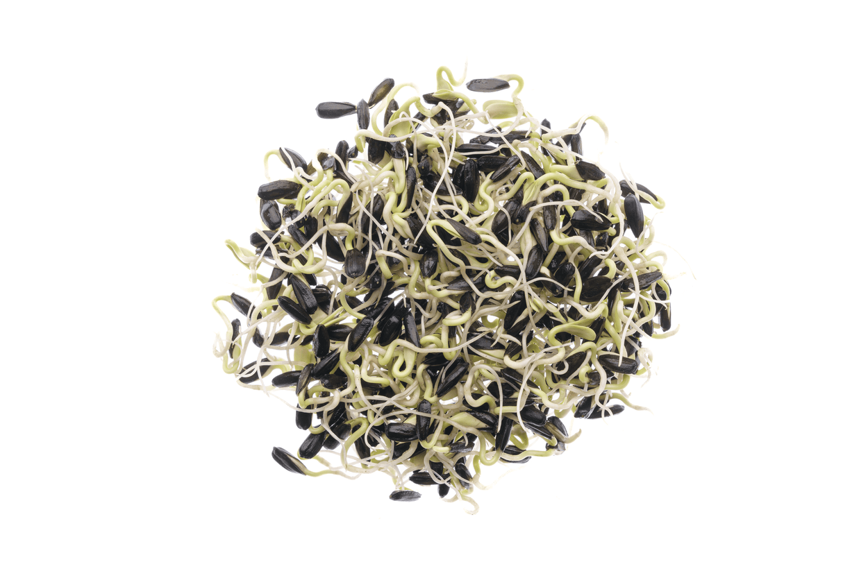 Sonnenblume - Bio-Samen 80gr