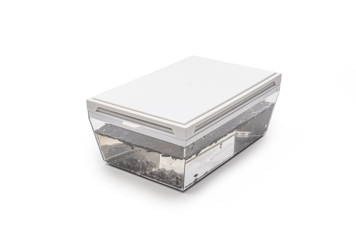 Sonnenblume - Bio-Samen 80gr