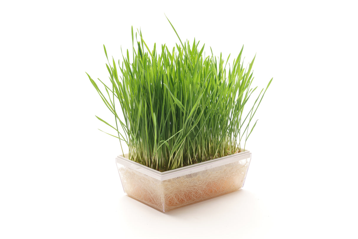 Weizen - Bio-Samen 100gr