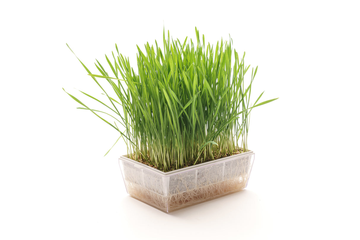 Weizen - Bio-Samen 100gr