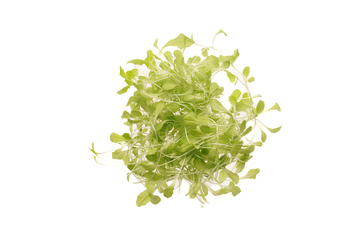 Blonder Salat - Bio-Samen 5gr