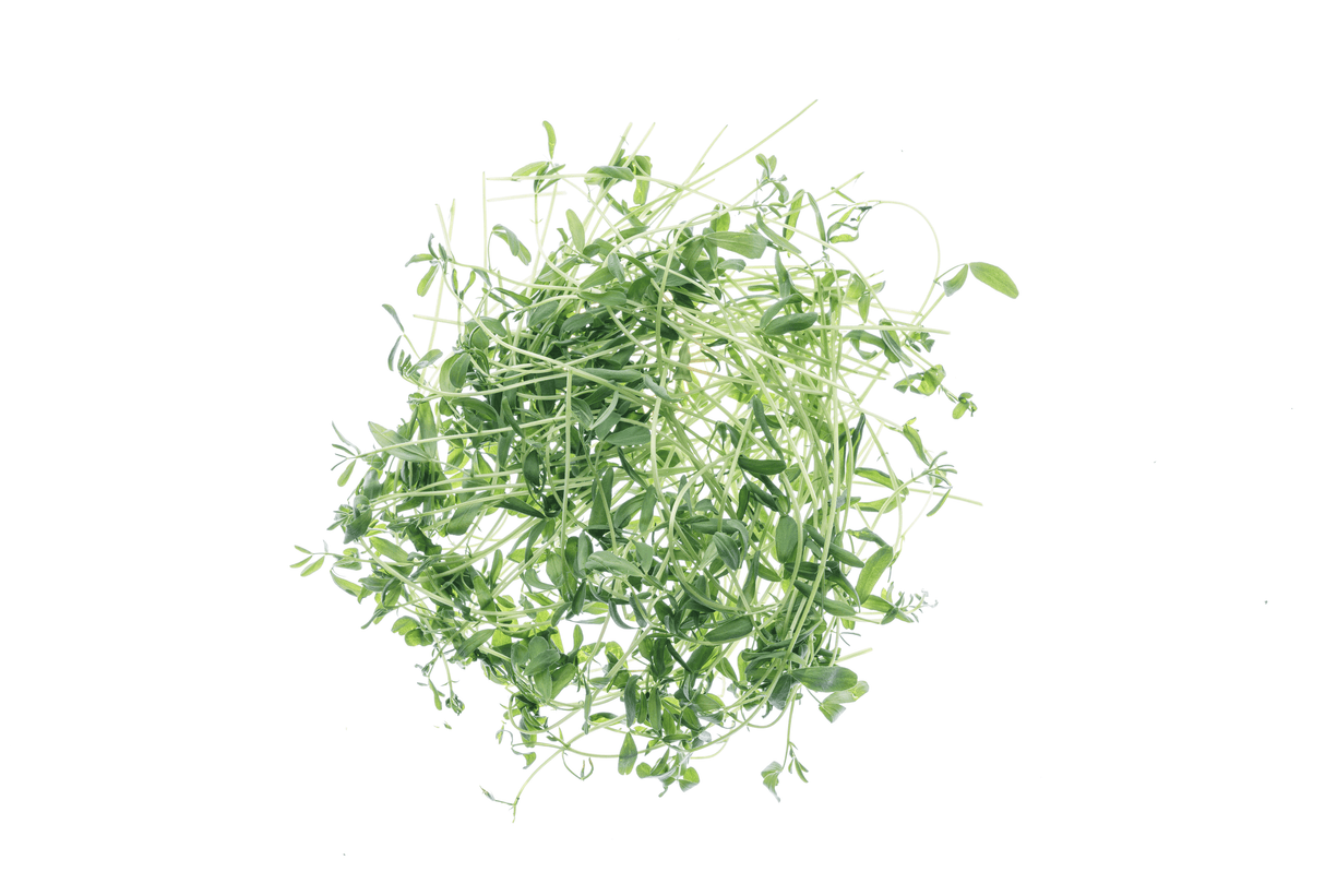 Rote Linse - Bio-Samen 100gr