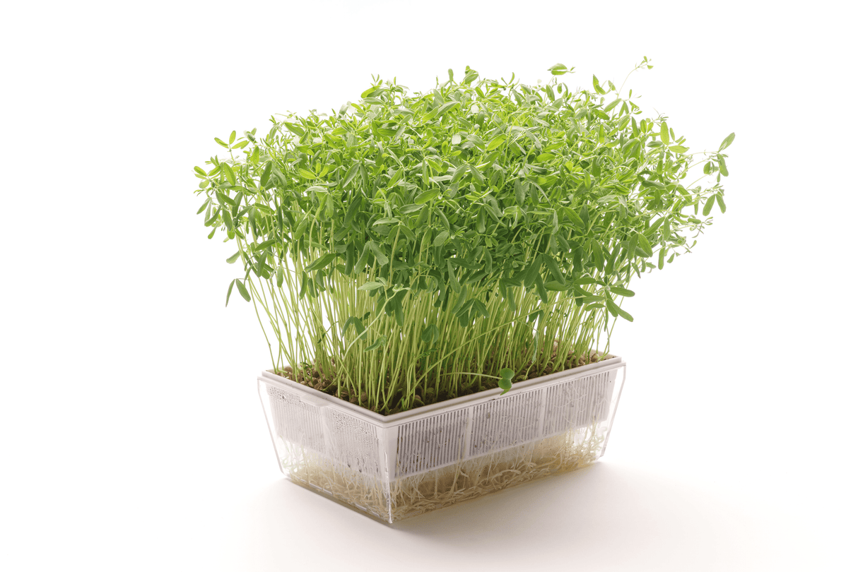 Rote Linse - Bio-Samen 100gr