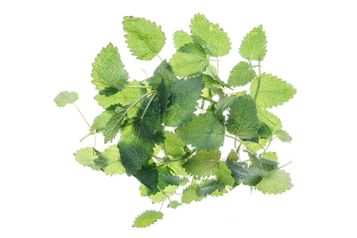 Melissa - Bio-Samen 0,2gr