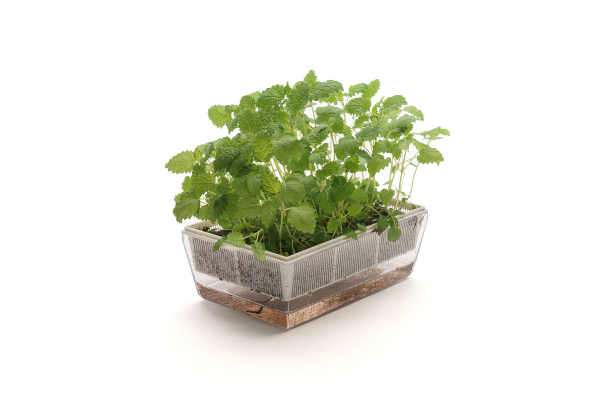 Melissa - Bio-Samen 0,2gr