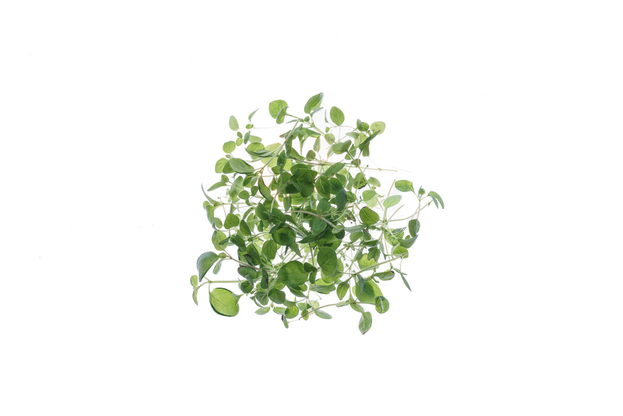 Oregano - Bio-Samen 0,2 gr