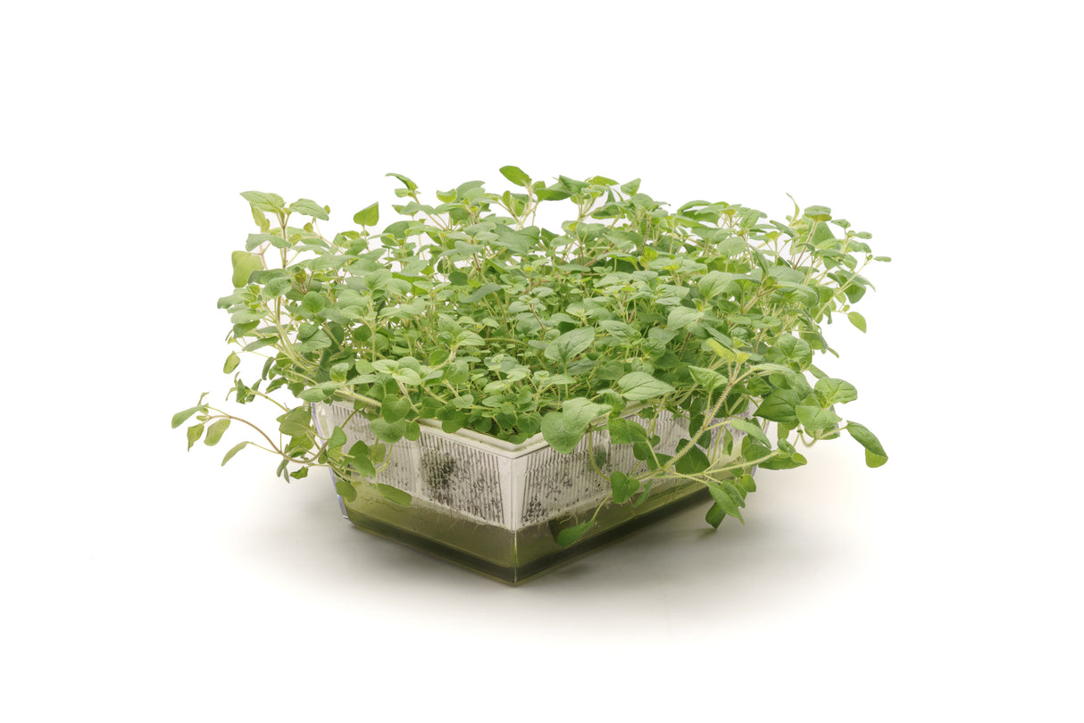 Oregano - Bio-Samen 0,2 gr
