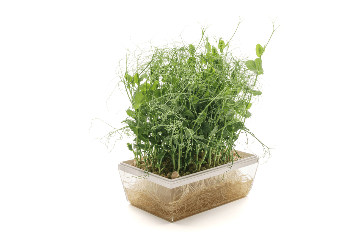 Erbse - Bio-Samen 100gr