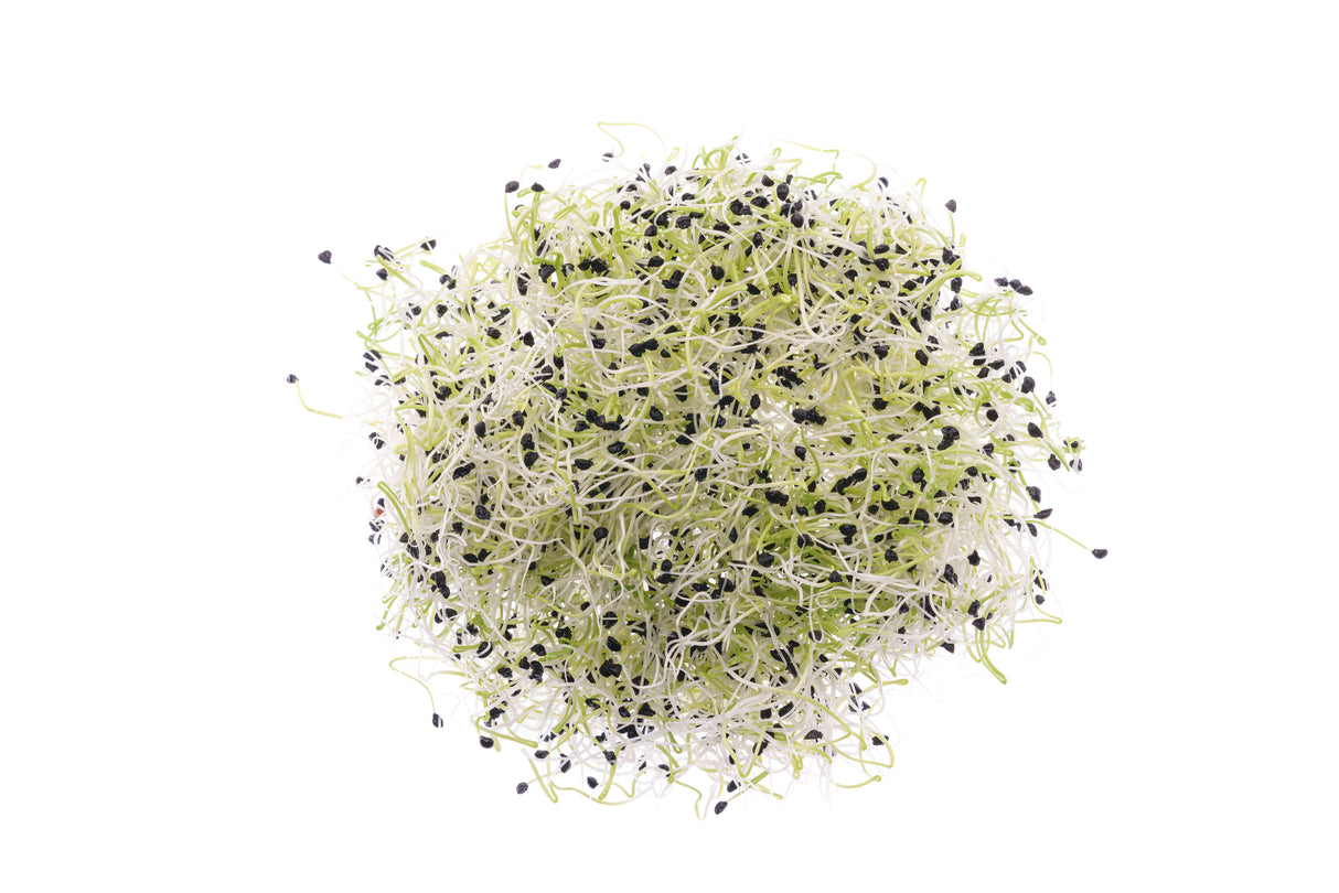 Lauch - Bio-Samen 10gr