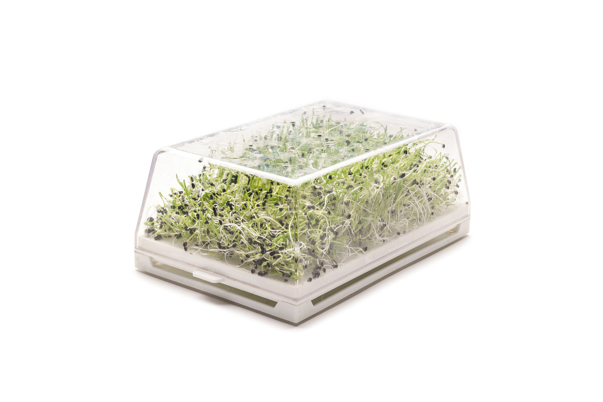 Lauch - Bio-Samen 10gr