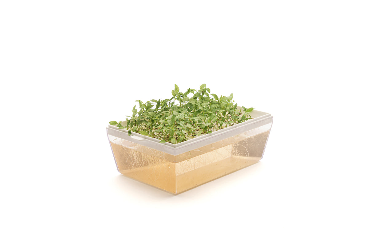 Gewöhnliche Petersilie - Bio-Samen 1,5 gr