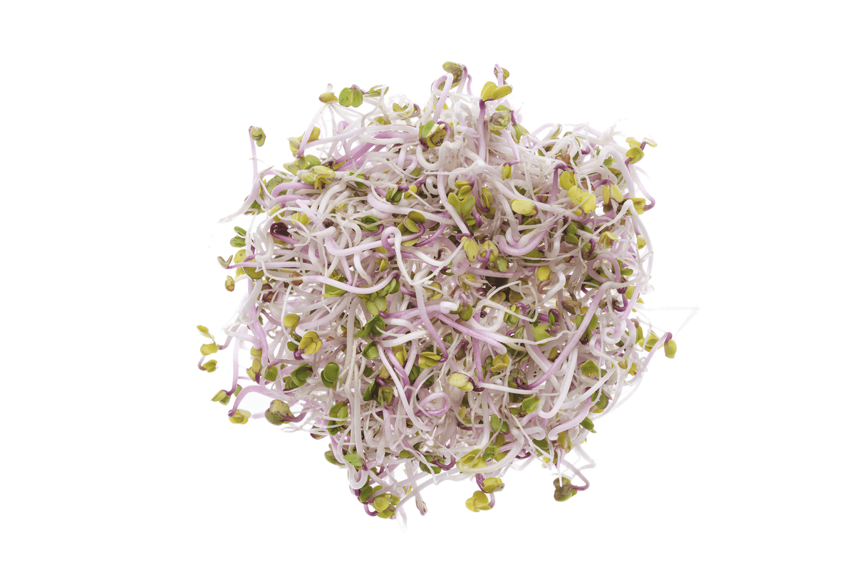 Rettich China-Rosensamen Bio 40gr