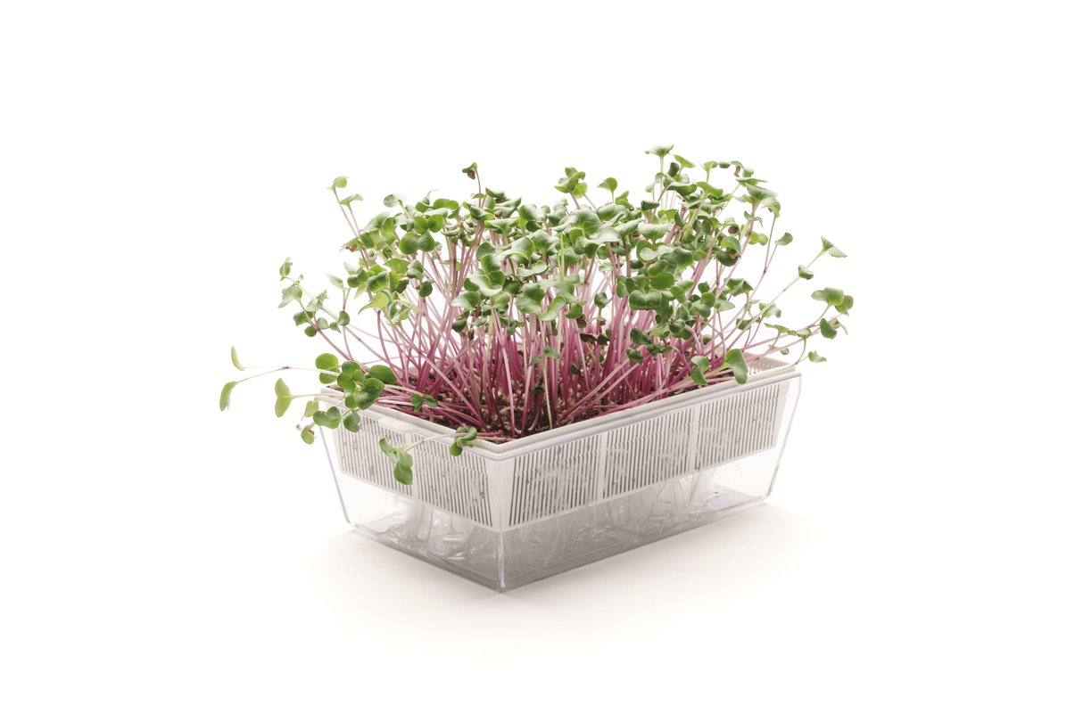 Rettich China-Rosensamen Bio 40gr