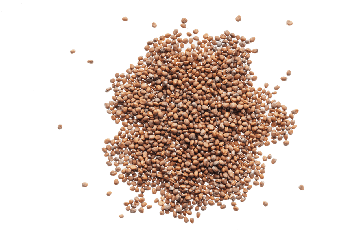 Daikon-Rettich - Bio-Samen 40gr