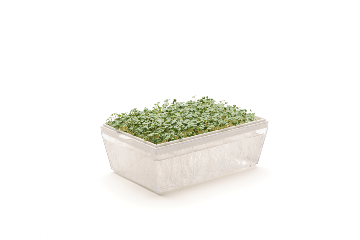 Kulturrauke - Bio-Samen 40gr