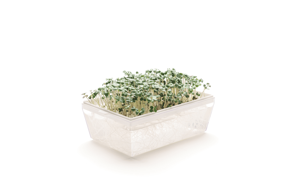 Semi di Senape bianca bio - 50 g