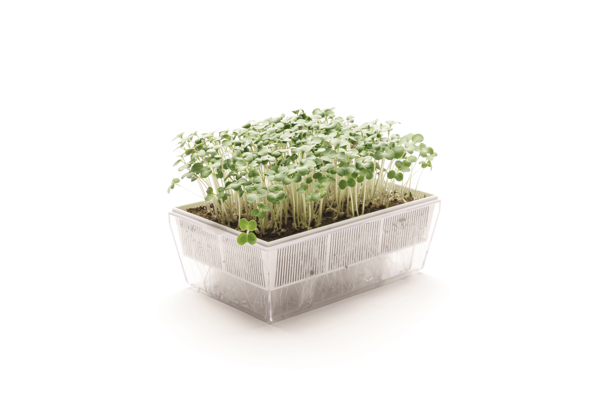 Weißer Senf - Bio-Samen 50gr