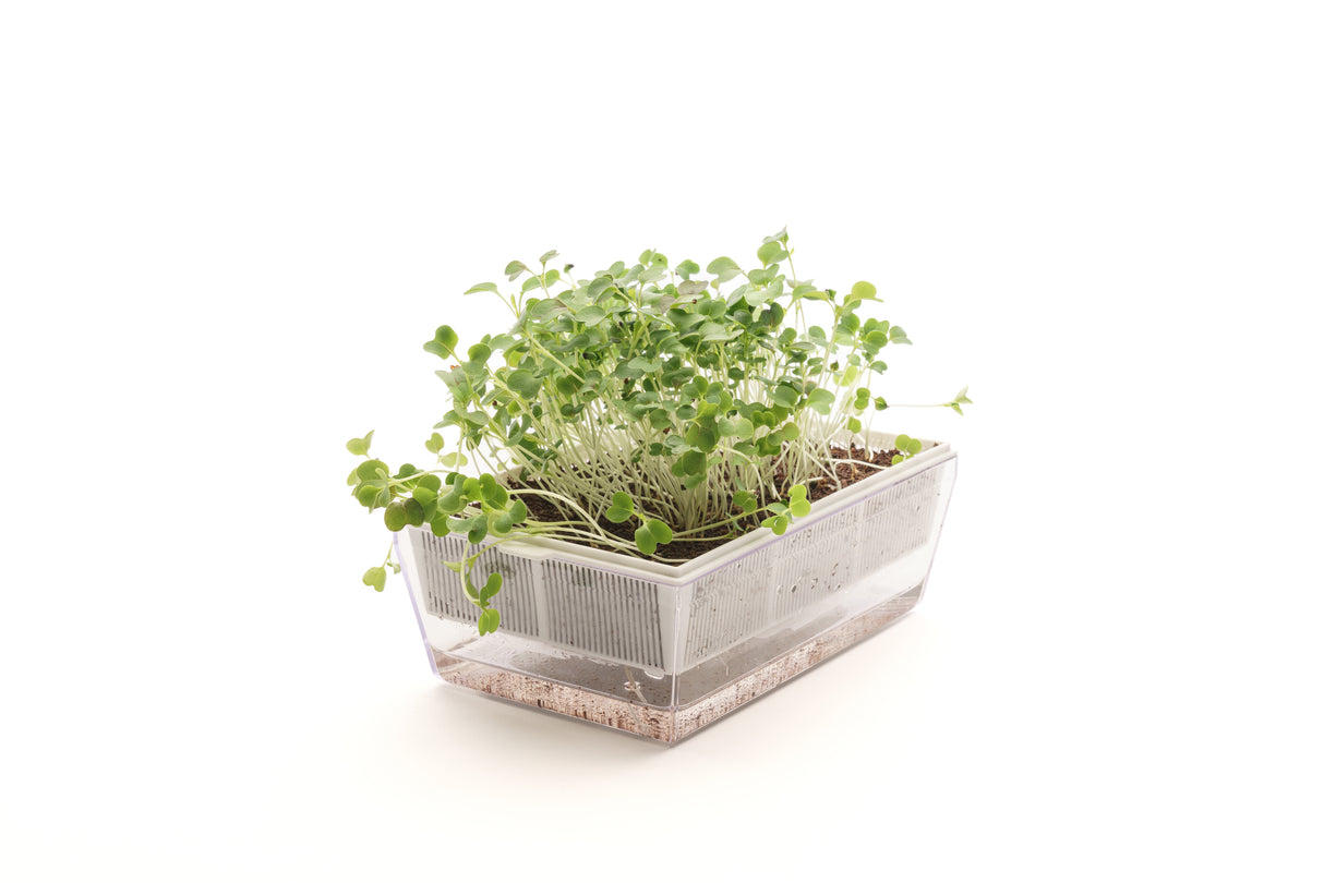 Komatsuna Roter Senf – Bio-Samen 5gr