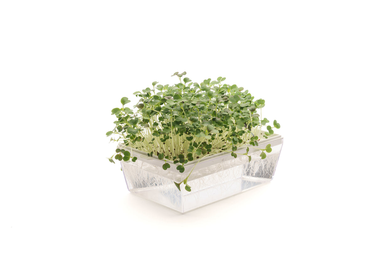 Komatsuna Roter Senf – Bio-Samen 5gr