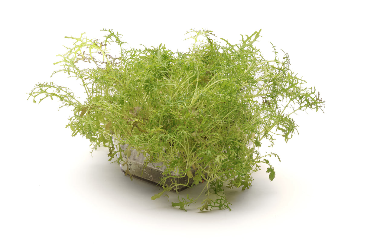 Roter Mizuna-Senf – Bio-Samen 5gr