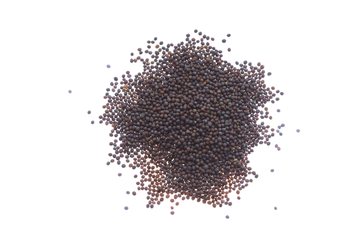 Roter Mizuna-Senf – Bio-Samen 5gr