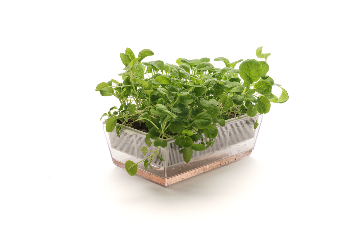 Tatsoi-Senf - Bio-Samen 5gr