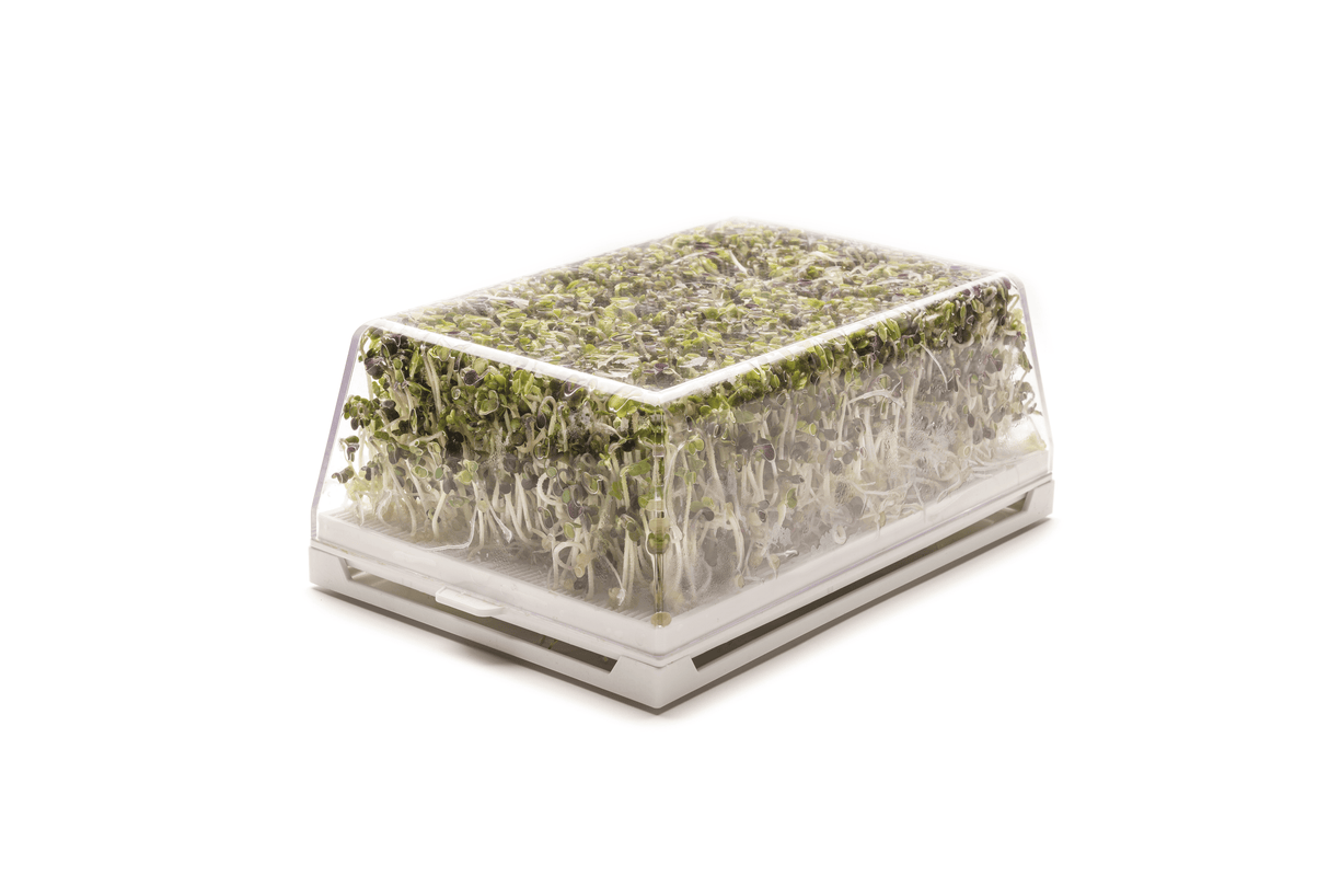 Set mit 3 Sorten Bio-Samen – sm001