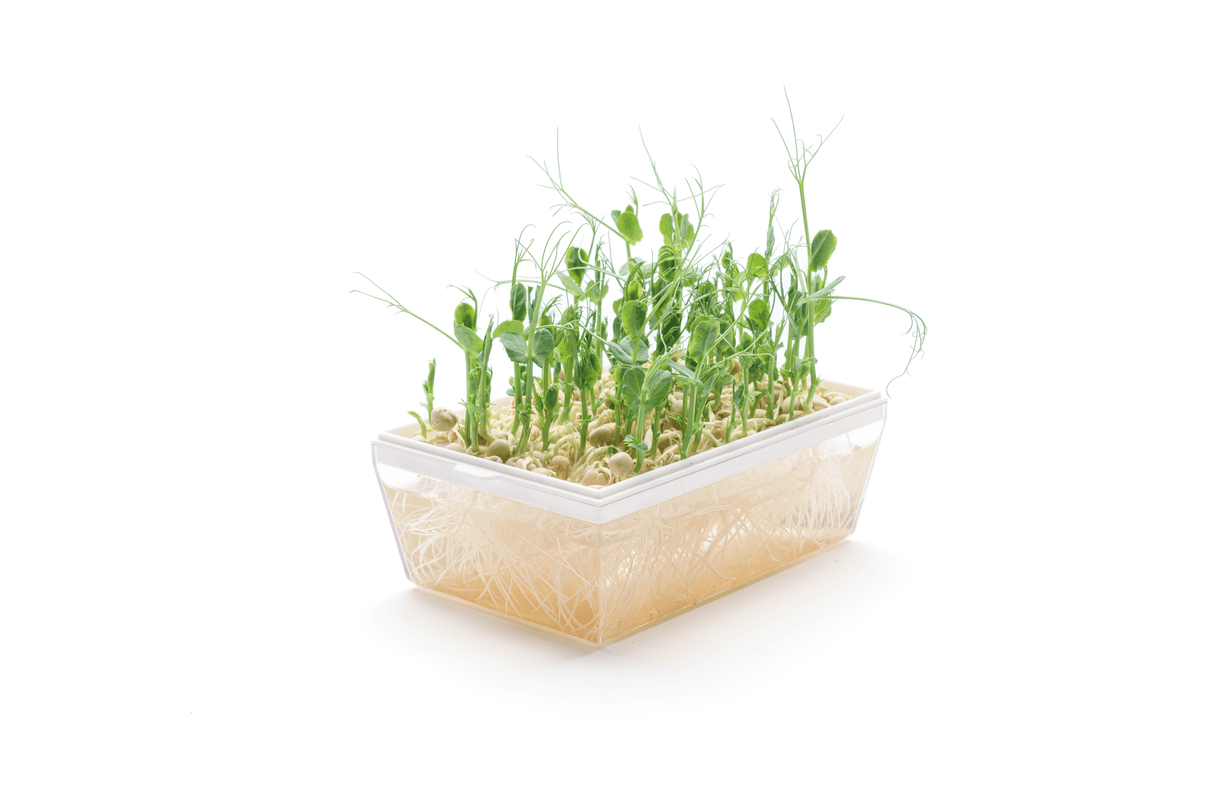 Set mit 6 Sorten Bio-Samen – sm100